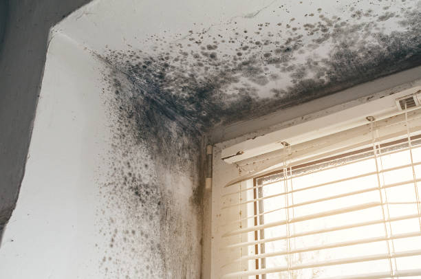 Affordable Mold Remediation solutions in Hutchison, VA
