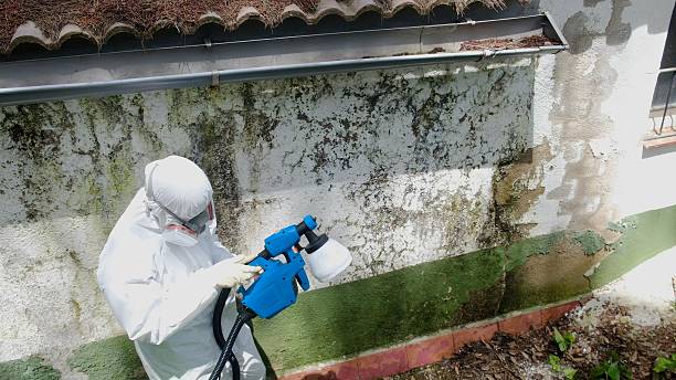Top rated local Mold Remediation specialists in Hutchison, VA